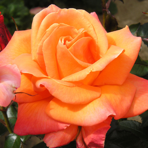 Oranžna - Roza - Mamma Mia!™ - Na spletni nakup vrtnice
